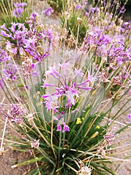 Primavera Violeta photo