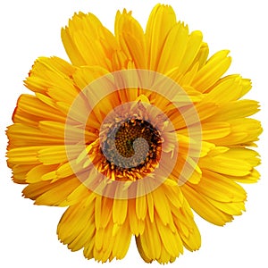 Primaveral amarilla flower aislada with a white background