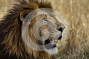 Prime male lion, Masai Mara, Kenya