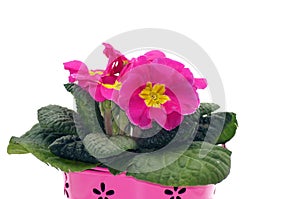 Primel Primula, keychain released on a white background photo