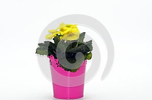 Primel Primula, keychain released on a white background photo