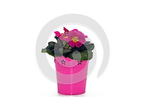 Primel Primula, keychain released on a white background photo