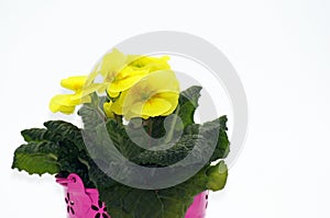 Primel Primula, keychain released on a white background photo