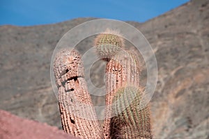 Cactus photo