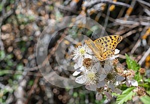 Primer plano de una hermosa mariposa Argynnis Pandora posada sob photo