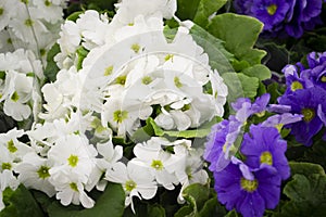 Primerose plants mixed variety of white and blue colors in a flowers shop photo