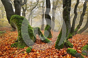 Primeval beech forest