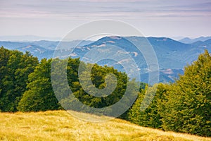 primeval beech forest on the mountain hillside