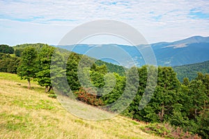 primeval beech forest in mountains