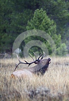 Primeval Bugle photo