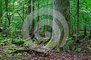 Primeval deciduous stand of natural stand in summer