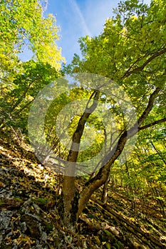 Primeval forest on Baranovo over Jakub during autumn