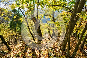 Primeval forest on Baranovo over Jakub during autumn