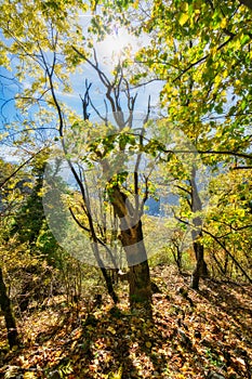 Primeval forest on Baranovo over Jakub during autumn