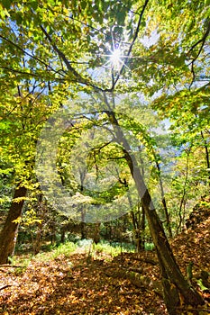 Primeval forest on Baranovo over Jakub during autumn