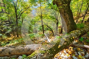 Primeval forest on Baranovo over Jakub during autumn