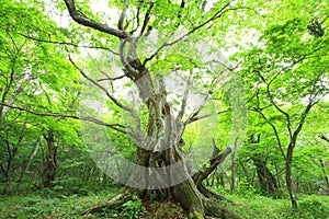 Primeval forest of Chestnut tree