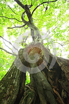 Primeval forest of Chestnut tree