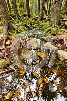 The primeval forest with the creek - HDR