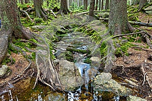 The primeval forest with the creek - HDR