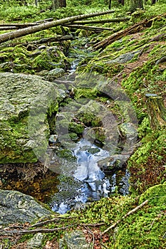 The primeval forest with the creek - HDR