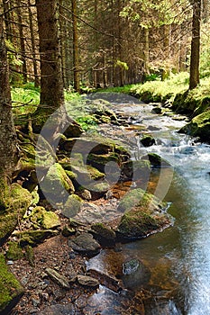 The primeval forest with the creek - HDR