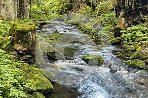 The primeval forest with the creek - HDR