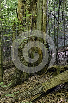 Primeval forest of Dobroc, Slovakia