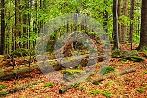 The primeval forest-HDR