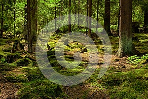 The primeval forest-HDR