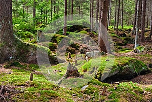 The primeval forest-HDR