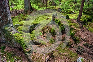 The primeval forest-HDR