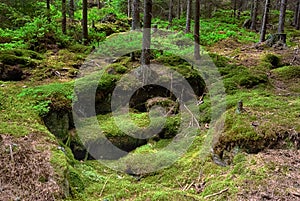 The primeval forest-HDR