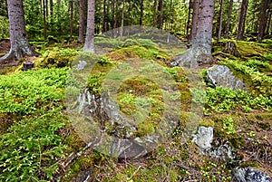 The primeval forest-HDR