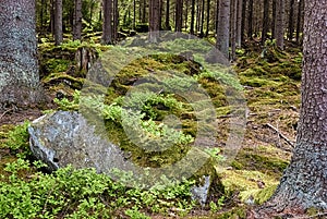 The primeval forest-HDR