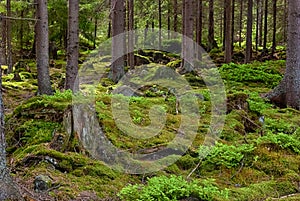 The primeval forest-HDR