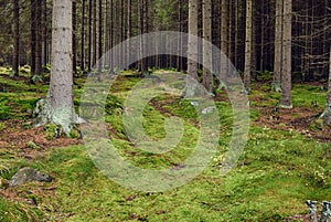 The primeval forest-HDR