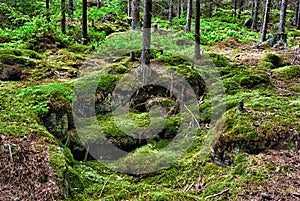 The primeval forest-HDR