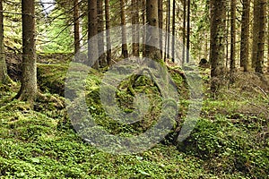 The primeval forest - HDR