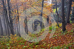 Primeval forest at Kremnicke Vrchy mountains