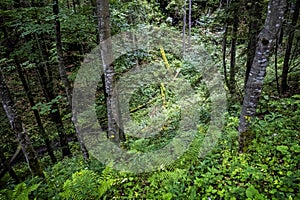 Primeval forest, Muran plain, Slovakia, seasonal natural scene