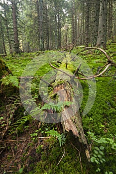 Primeval forest near Salatin at Nizke Tatry