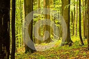 Primeval forest in Poloniny