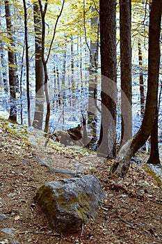 Primeval forest in South West Poland