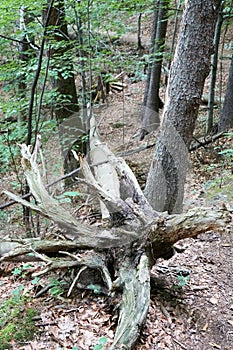 Primeval forest in South West Poland