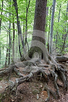 Primeval forest in South West Poland