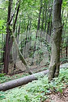 Primeval forest in South West Poland