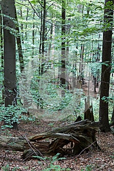 Primeval forest in South West Poland