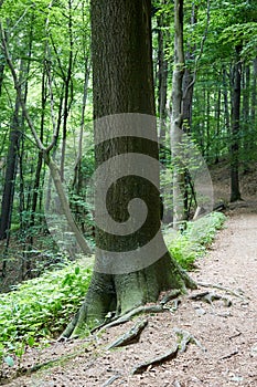 Primeval forest in South West Poland