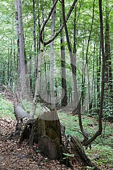 Primeval forest in South West Poland